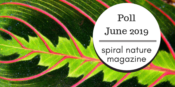 Spiral Nature Poll for June 2019