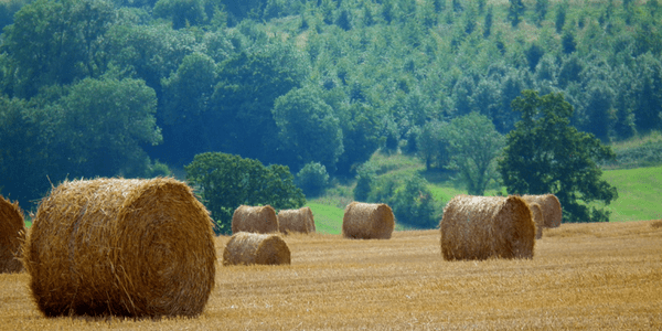 Bales of hay, photo by Plbmak