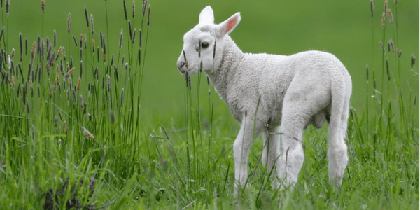 Lamb by Mike Streicher (flickr mikestreicher)