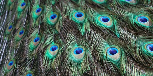 Peacock feathers, photo by Kathryn
