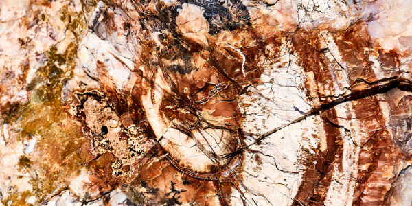 Petrified wood rings, photo by Klop Pe