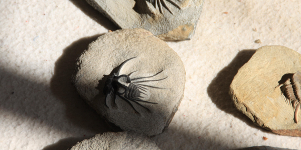 Trilobite fossil, photo by Eirik Newth