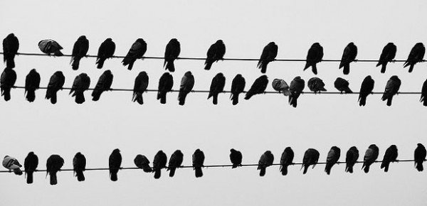 Birds, photo by Gustavo Gomes
