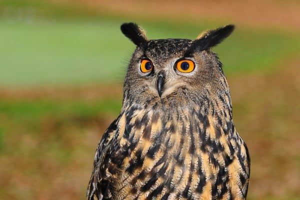 Owl, photo by Pixabay