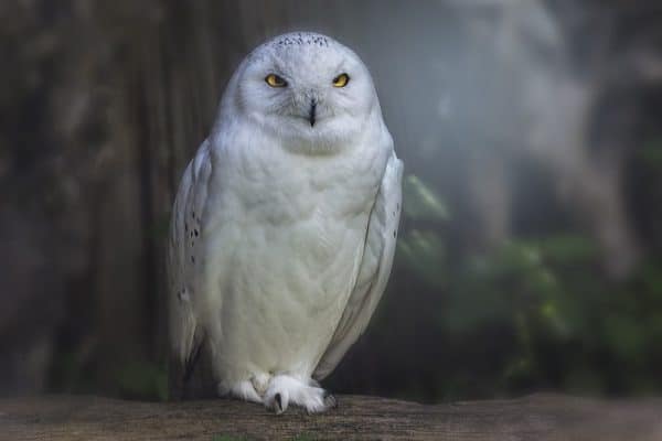 White owl, photo by PIxabay