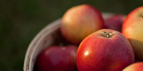 Red devil apples, photo by Dave Gunn
