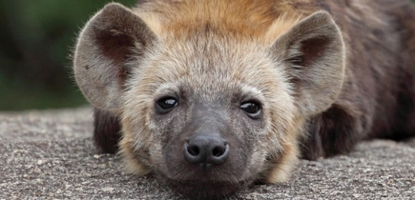 Spotted hyena pup, photo by Nigel Voaden