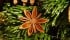 Crafting a tarot wreath Star anise wreath, image by Hans