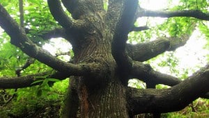 Tree - Romanito