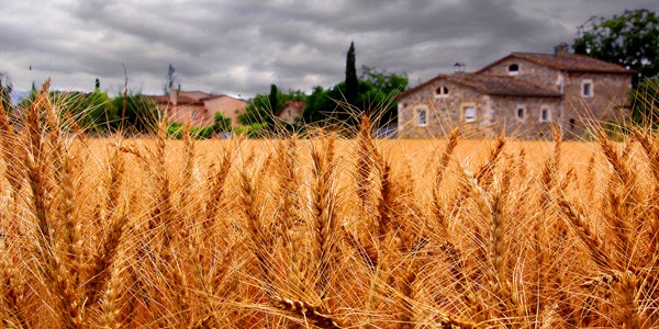 Wheat harvest, photo by Bernat Casero