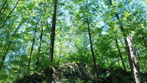 Wild Wood (Books)