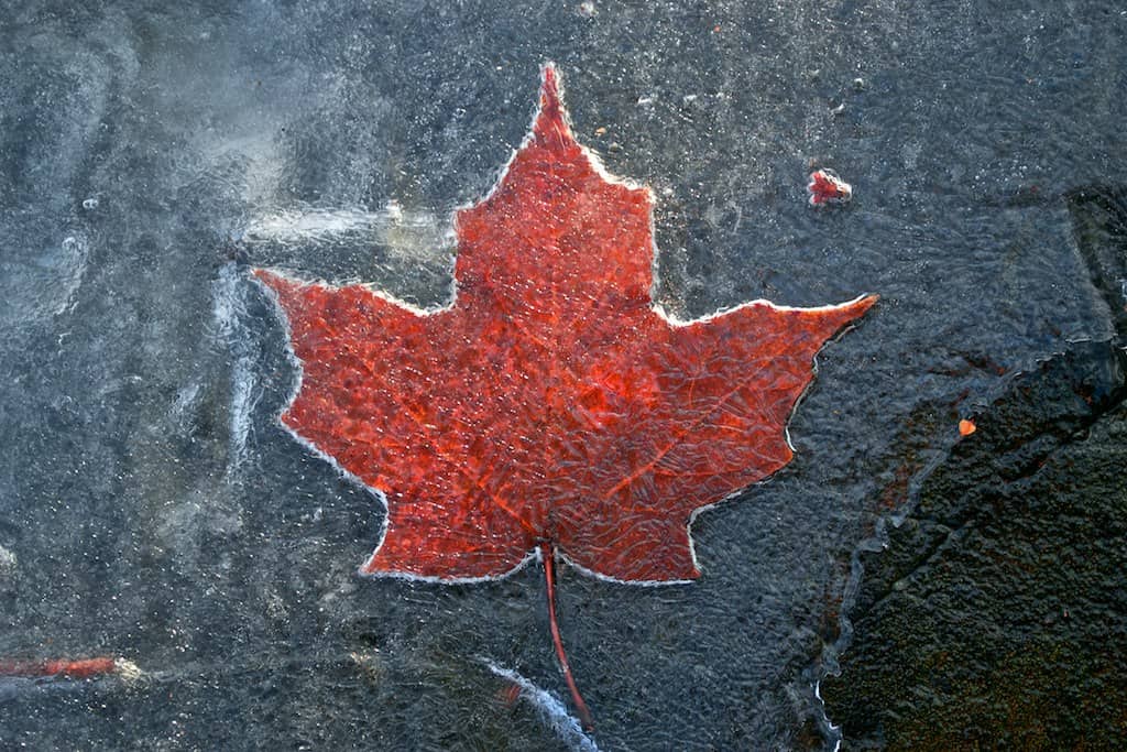 Canadian Pagans taking a stand against bigotry and intolerance Frozen maple leaf, photo by Aaron Poach