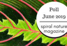 Poll: Which future columns would you like to see? Spiral Nature Poll for June 2019