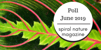 Poll: Which future columns would you like to see? Spiral Nature Poll for June 2019