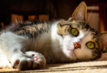 Energy Medicine for Animals, by Diane Budd Cat, photo by Ian Livesey