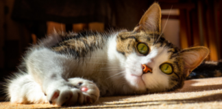 Energy Medicine for Animals, by Diane Budd Cat, photo by Ian Livesey