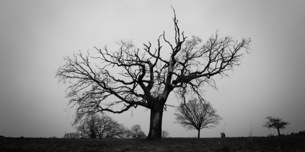 Heath, photo by Mark Steele