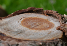 Heathens respond to hate by fighting back Tree rings, photo by Jeanne Menjoulet