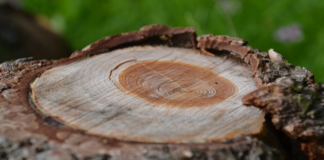 Heathens respond to hate by fighting back Tree rings, photo by Jeanne Menjoulet