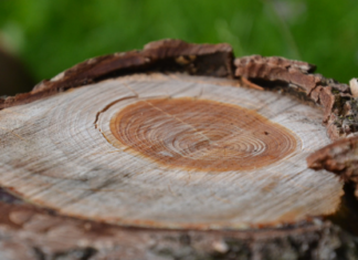 Heathens respond to hate by fighting back Tree rings, photo by Jeanne Menjoulet