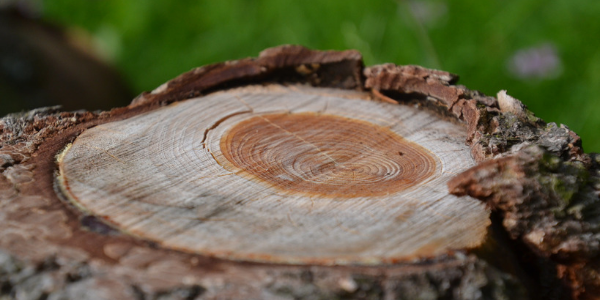 Tree rings, photo by Jeanne Menjoulet