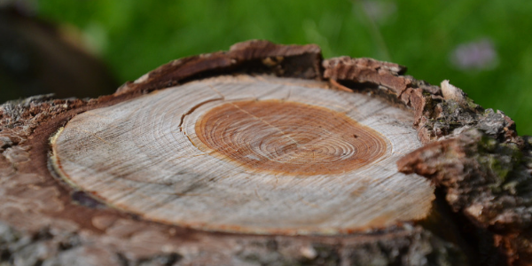 Heathens respond to hate by fighting back Tree rings, photo by Jeanne Menjoulet