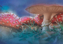 Psychedelic Mystery Traditions, by Thomas Hatsis Psychedelic Mystery Traditions by Thomas Hatsis