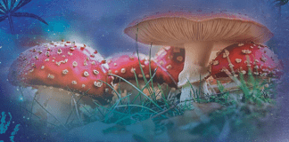 Psychedelic Mystery Traditions, by Thomas Hatsis Psychedelic Mystery Traditions by Thomas Hatsis