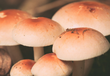 Microdosing Magic, by Tom Hatsis Mushroom by Georgics Kaleadis