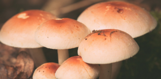 Microdosing Magic, by Tom Hatsis Mushroom by Georgics Kaleadis