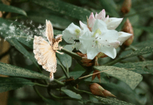 Fairies, by Morgan Daimler Fairies by Morgan Daimler