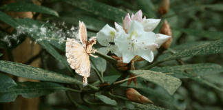 Fairies, by Morgan Daimler Fairies by Morgan Daimler