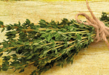 The Secret Language of Herbs, by Alice Peck Secret Life of Herbs by Alice Peck