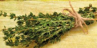 The Secret Language of Herbs, by Alice Peck Secret Life of Herbs by Alice Peck