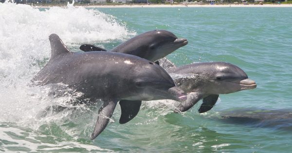 Dolphins for Animal Allies