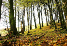 Barefoot Wisdom, by Sharon Whiteley and Ann Marie Chiasson Ants- eye view, photo by Carl Jones