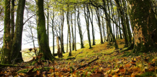 Barefoot Wisdom, by Sharon Whiteley and Ann Marie Chiasson Ants- eye view, photo by Carl Jones