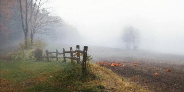 Autumn mist with pumpkins, photo by liz west