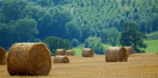 Get into the spirit of Lughnasadh and the second half of summer Bales of hay, photo by Plbmak