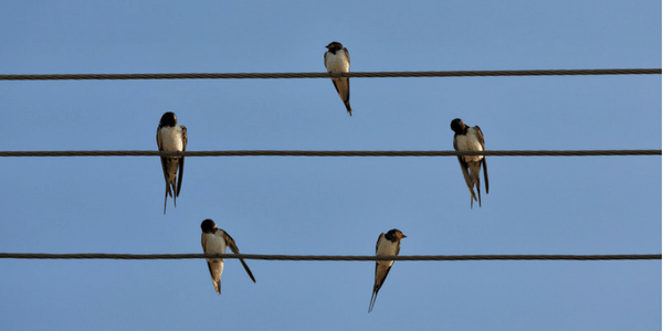 Birds on a wire, photo by Collin Key