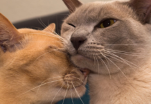 Soul Healing with our Animal Companions, by Tammy Billups Bismuth..., by Tjarko Busink