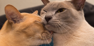 Soul Healing with our Animal Companions, by Tammy Billups Bismuth..., by Tjarko Busink