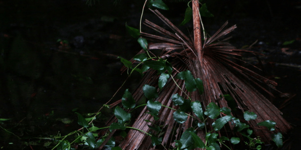 Broom, photo by Karen Kleis