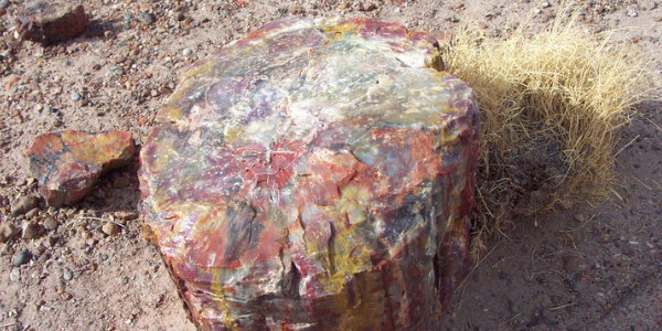 Colourful piece of petrified wood, photo by Clinton Steeds