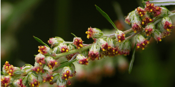 Common mugwort, branch close up, photo by Dan Mullen