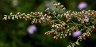 Mugwort: Its magical and medical uses Common mugwort, photo by Dan Mullen