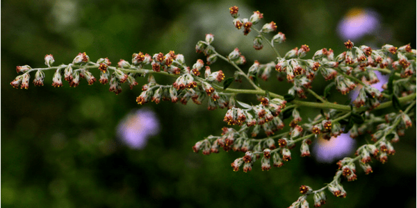 Common mugwort, photo by Dan Mullen