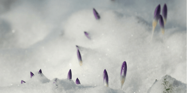 Crocuses under snow, photo by Vasile Cotovanu