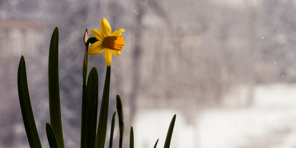 Daffodil, photo by Patrizia