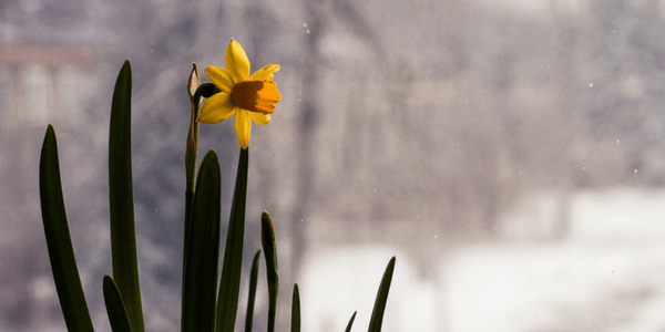 Celebrating the vernal equinox: Beyond bunnies and eggs Daffodil, photo by Patrizia